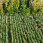 Vue aérienne d'une plantation forestière.