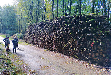 exploitation forestière