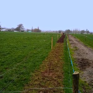 Plantation bocagère